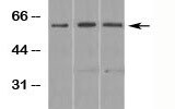 Smad3 Antibody - BSA Free NB100-56479