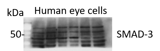 Smad3 Antibody - BSA Free NB100-56479