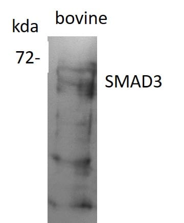 Smad3 Antibody - BSA Free NB100-56479