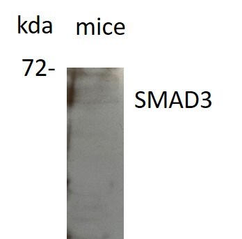 Smad3 Antibody - BSA Free NB100-56479