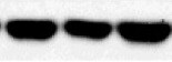 Smad3 Antibody - BSA Free NB100-56479