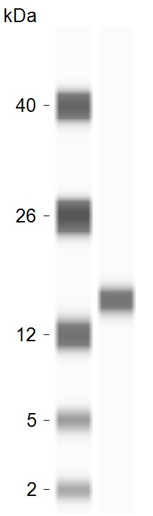 Cytochrome c Antibody (7H8.2C12) - BSA Free NB100-56503