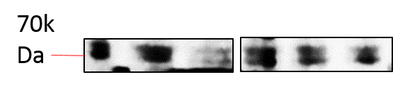 TRF-2 Antibody (4A794.15) - BSA Free NB100-56506