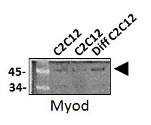 MyoD Antibody (5.8A) - BSA Free NB100-56511