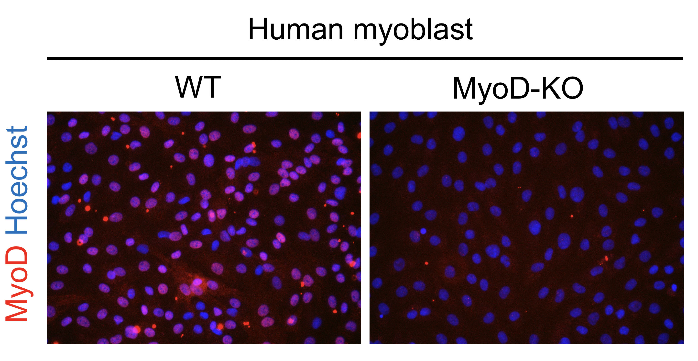 MyoD Antibody (5.8A) - BSA Free NB100-56511