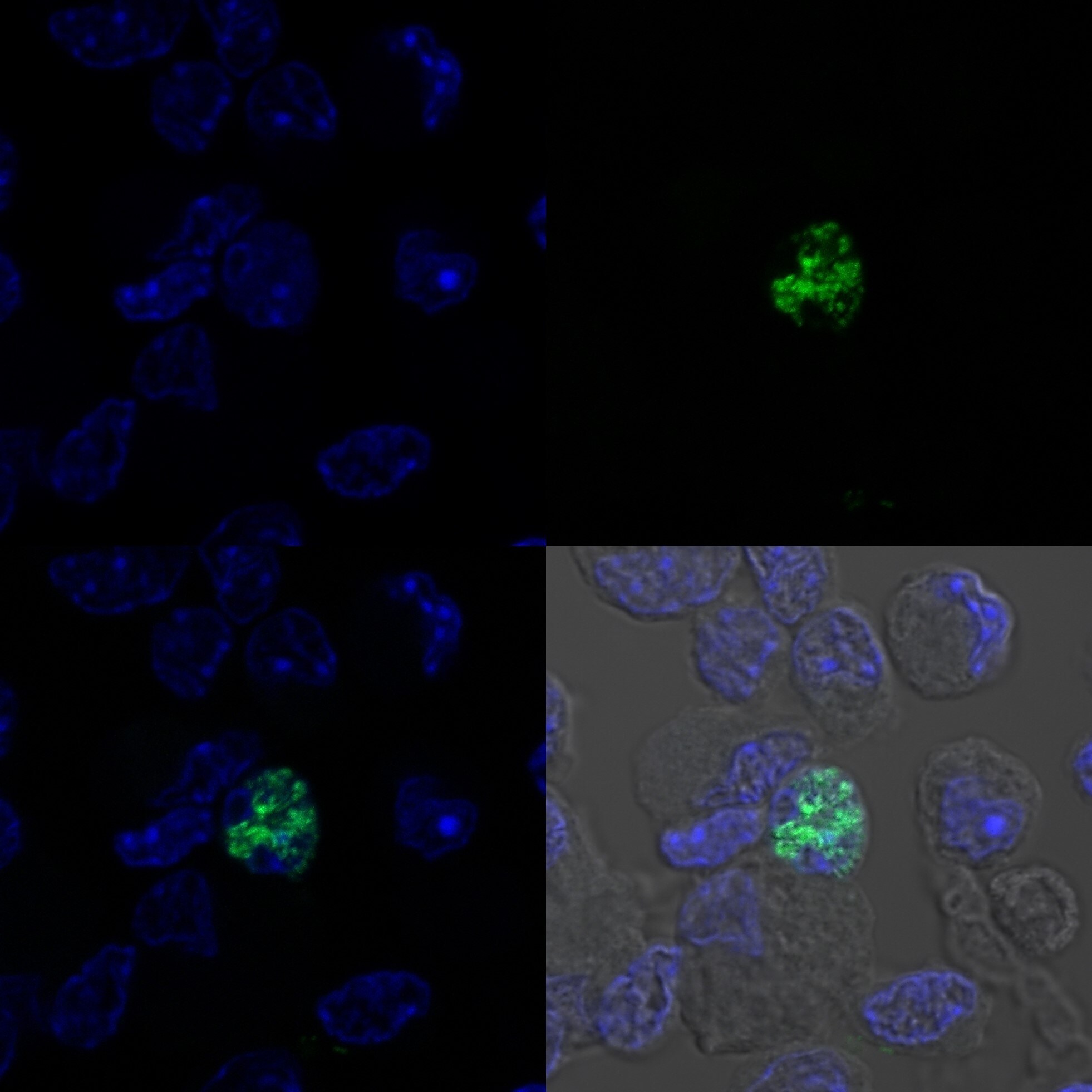 MyoD Antibody (5.8A) [DyLight 488] NB100-56511G