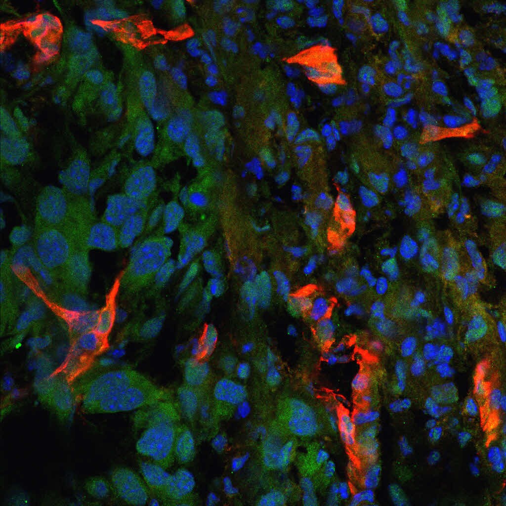 Caspase-7 Antibody (25B881.1) [Alexa Fluor® 647] NB100-56529AF647