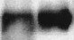 MBD1 Antibody (100B272.1) - BSA Free NB100-56537