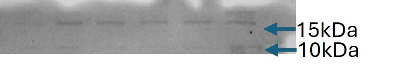 IL-17E/IL-25 Antibody (68C1039.2) - BSA Free NB100-56541