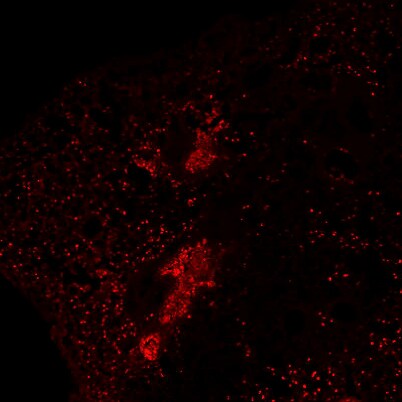 SARS Nucleocapsid Protein Antibody - BSA Free NB100-56576