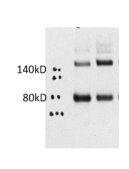 SARS Spike Protein Antibody - BSA Free NB100-56578