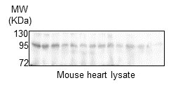 TLR4 Antibody - BSA Free NB100-56579