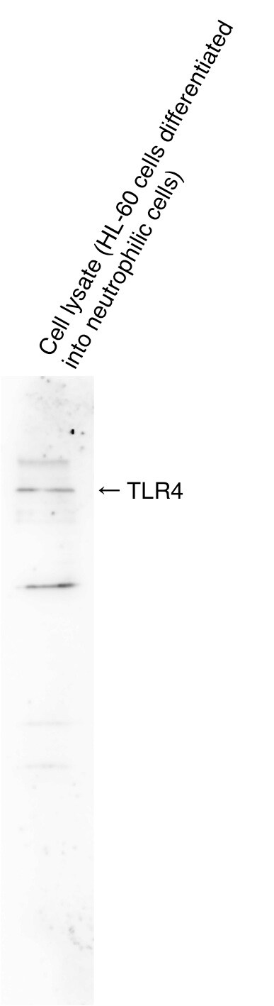 TLR4 Antibody - BSA Free NB100-56580