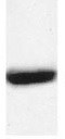 ATF2 [p Thr71] Antibody (103C411.2) NB100-56594