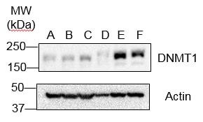 FUS Antibody - BSA Free NB100-565