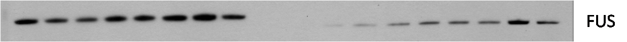 FUS Antibody - BSA Free NB100-565