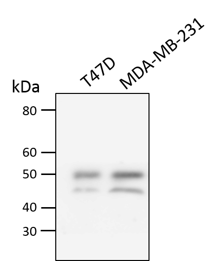 TRAILR2/TNFRSF10B Antibody - BSA Free NB100-56618