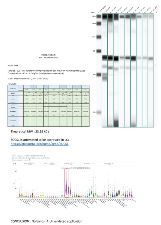 SOCS-1 Antibody NB100-56637
