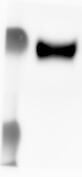 PRMT6 Antibody NB100-56642