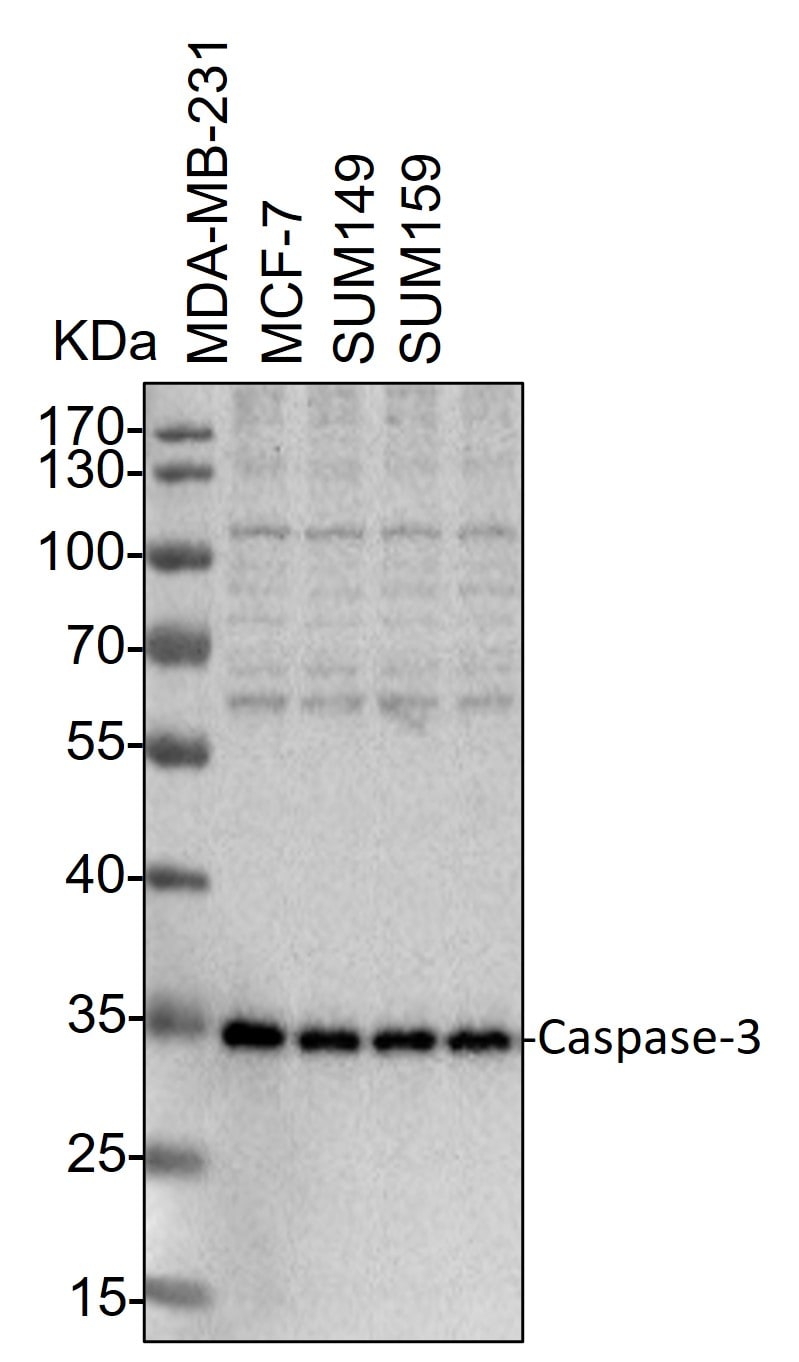 Caspase-3 Antibody (31A1067) - (Pro and Active) - BSA Free NB100-56708