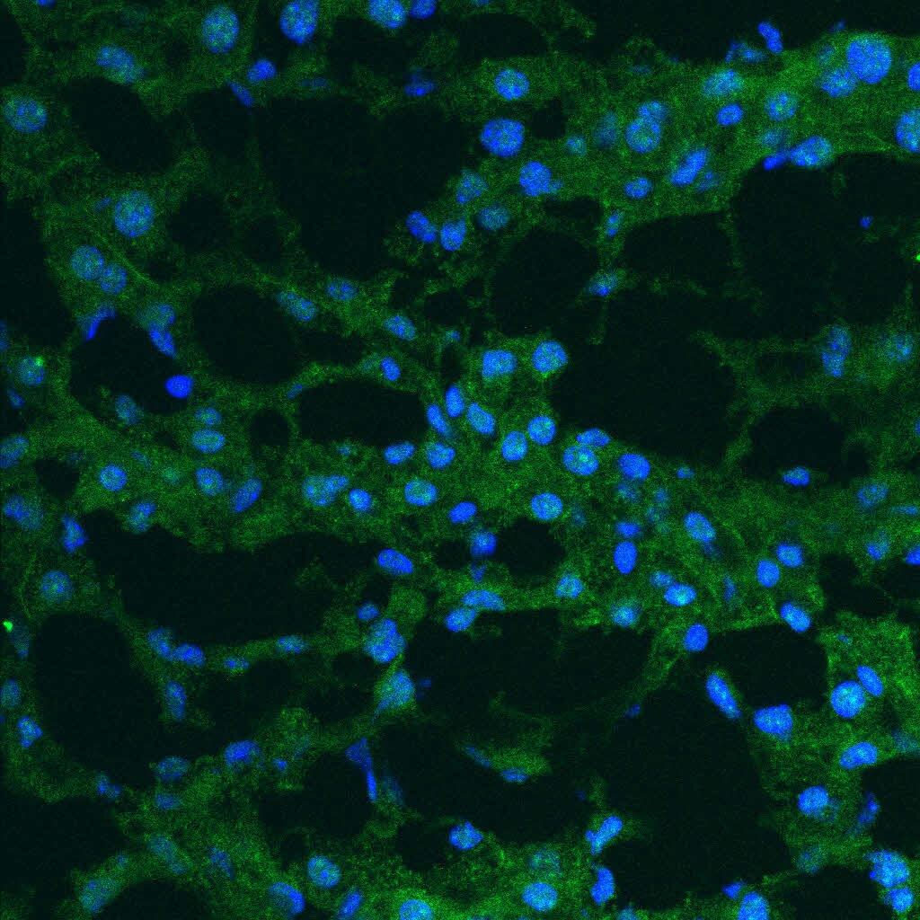 Caspase-3 Antibody (31A1067) [Alexa Fluor® 488] - (Pro and Active) NB100-56708AF488