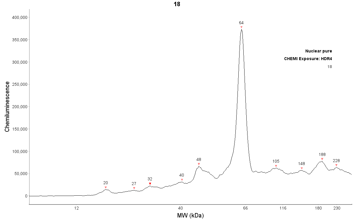 RelA/NFkB p65 Antibody (112A1021) - BSA Free NB100-56712