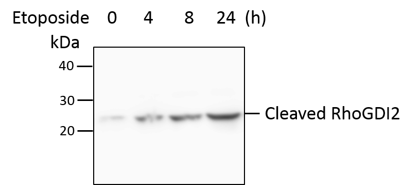 D4-GDI/RhoGDI2 Antibody (97A1015) - (cleavage specific) - BSA Free NB100-56725