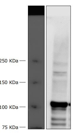 NFATC1/NFAT2 Antibody - BSA Free NB100-56732