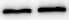 NGFI-B alpha/Nur77/NR4A1 Antibody - BSA Free NB100-56745