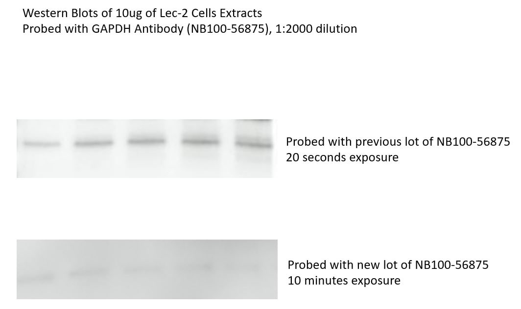 GAPDH Antibody - BSA Free NB100-56875