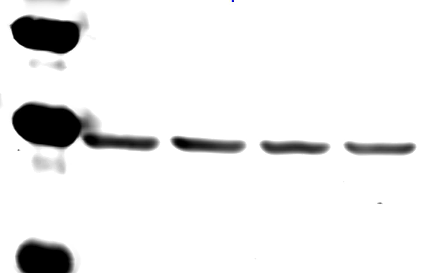 GAPDH Antibody - BSA Free NB100-56875