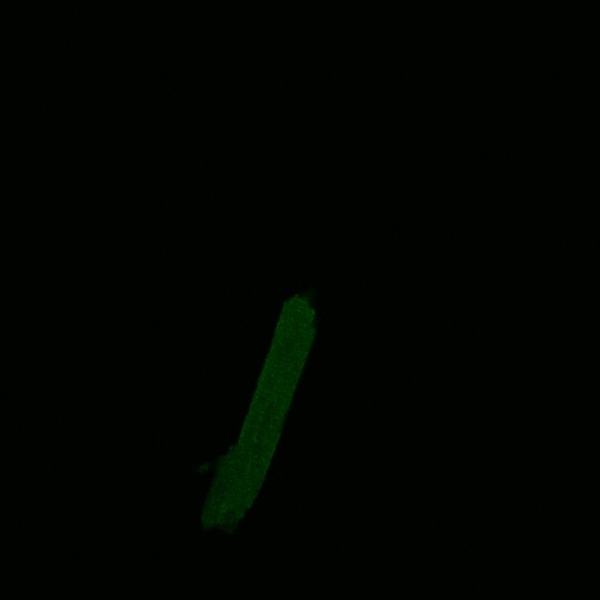 KIF1C Antibody NB100-57510