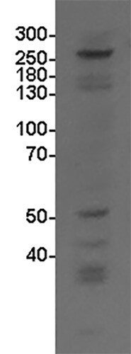 Senataxin Antibody - BSA Free NB100-57542
