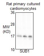SUB1 Antibody NB100-59775