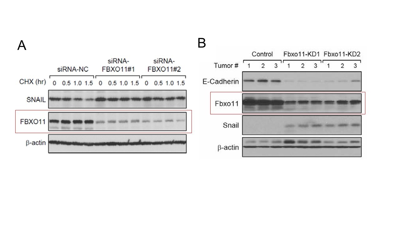 FBXO11 Antibody NB100-59826
