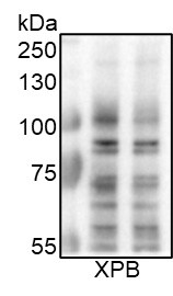 XPB Antibody - BSA Free NB100-61060