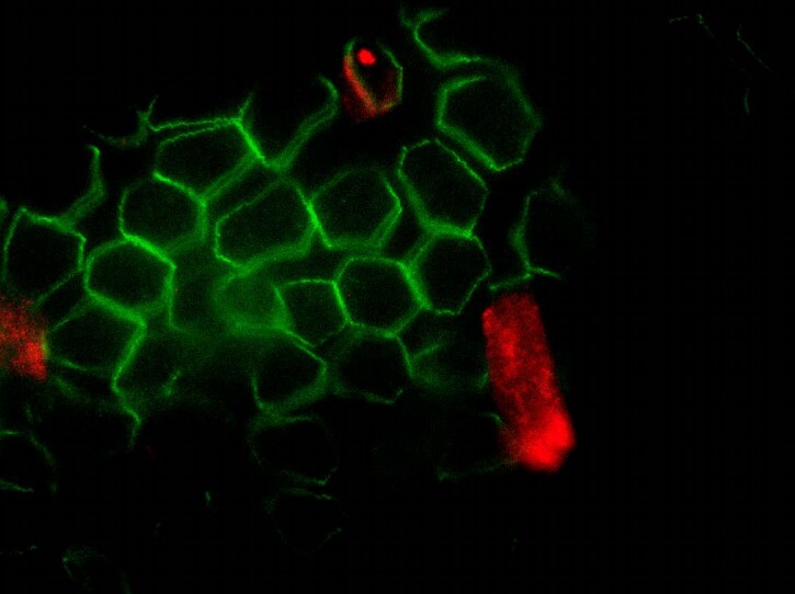 Pericentrin Antibody - BSA Free NB100-61071