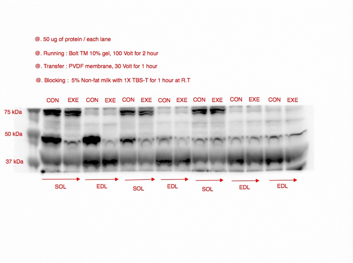 FOXO3 Antibody - BSA Free NB100-614