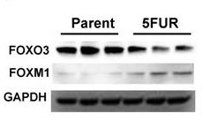 FOXO3 Antibody - BSA Free NB100-614