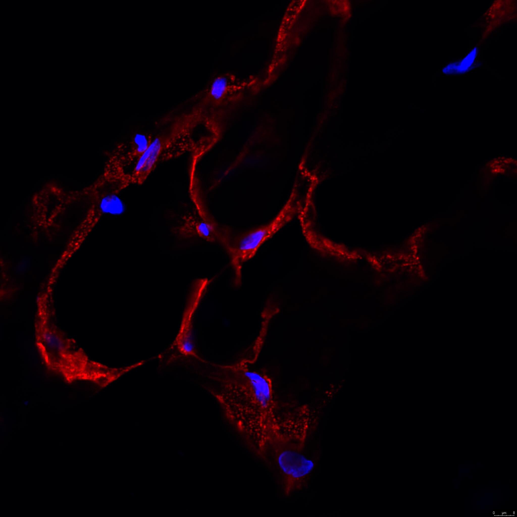 Caveolin-1 Antibody (7C8) - BSA Free NB100-615