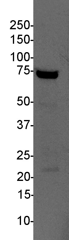 RECQ1 Antibody - BSA Free NB100-619