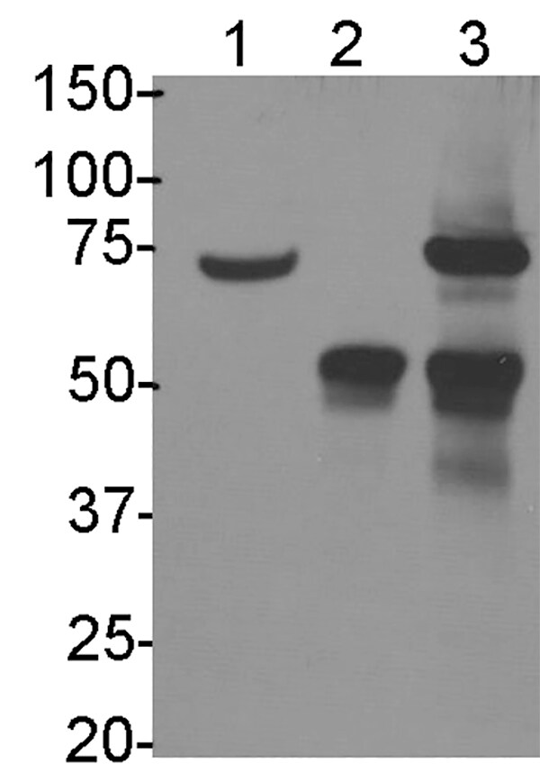 RECQ1 Antibody - BSA Free NB100-619