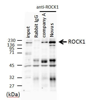 ROCK1 Antibody - BSA Free NB100-624