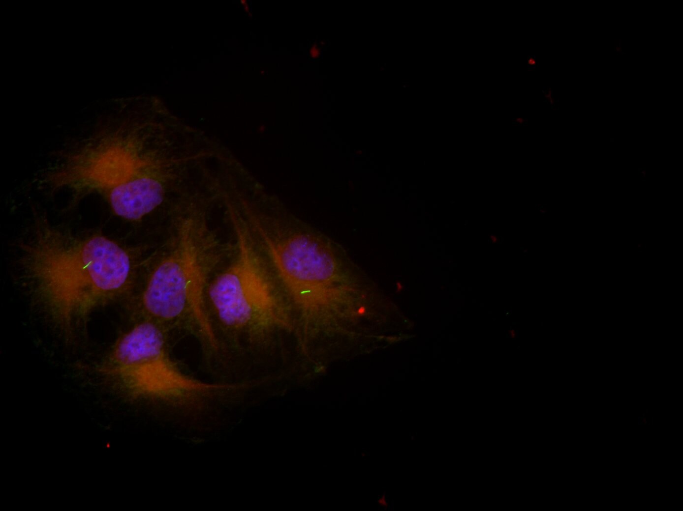 Pericentrin Antibody - C-terminus NB100-63208