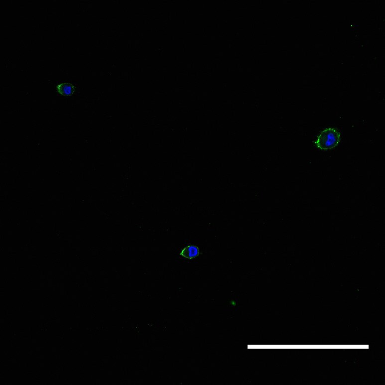 Integrin beta 1/CD29 Antibody (12G10) - BSA Free NB100-63255