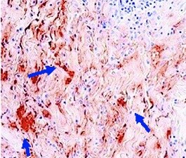 Complement C3c Antibody (013E-498.2.3 (10-02A)) - BSA Free NB100-64339