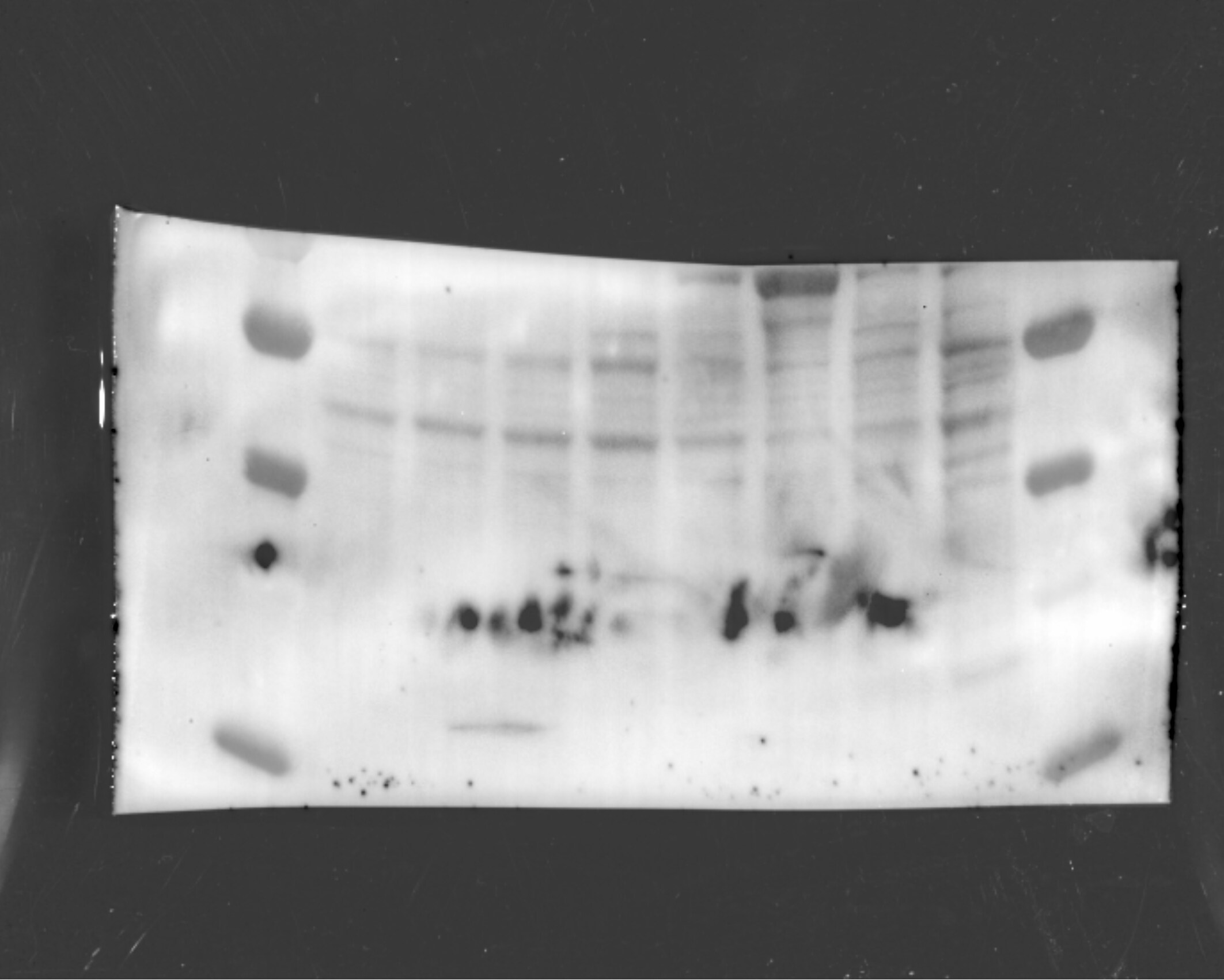 Properdin Antibody (062-27.8.1 (10-18)) - BSA Free NB100-64749