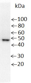 His Tag Antibody (AD1.1.10) - Non-Recombinant Monoclonal NB100-64768