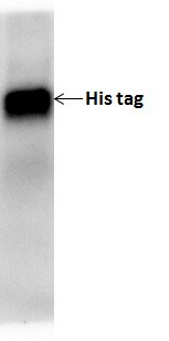 His Tag Antibody (AD1.1.10) - Non-Recombinant Monoclonal NB100-64768