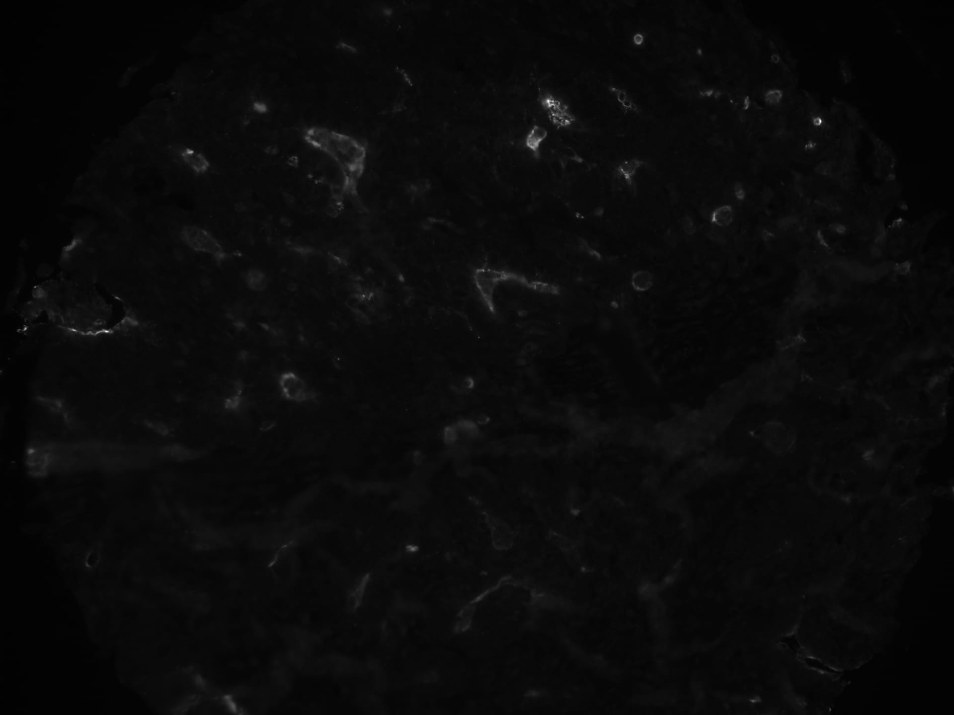 CD24 Antibody (SN3) - BSA Free NB100-64861